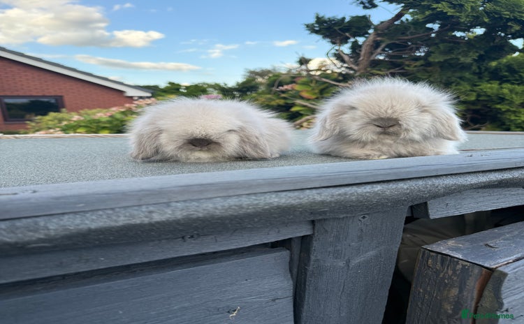 Mini Lion Lop rabbits - Advert 1