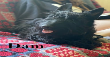 Scottish Terrier dogs - Advert 7