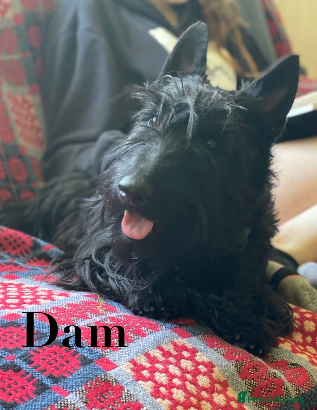 Scottish Terrier dogs for sale: Purebred, Home-raised Scottish Terrier Puppies - Image 3