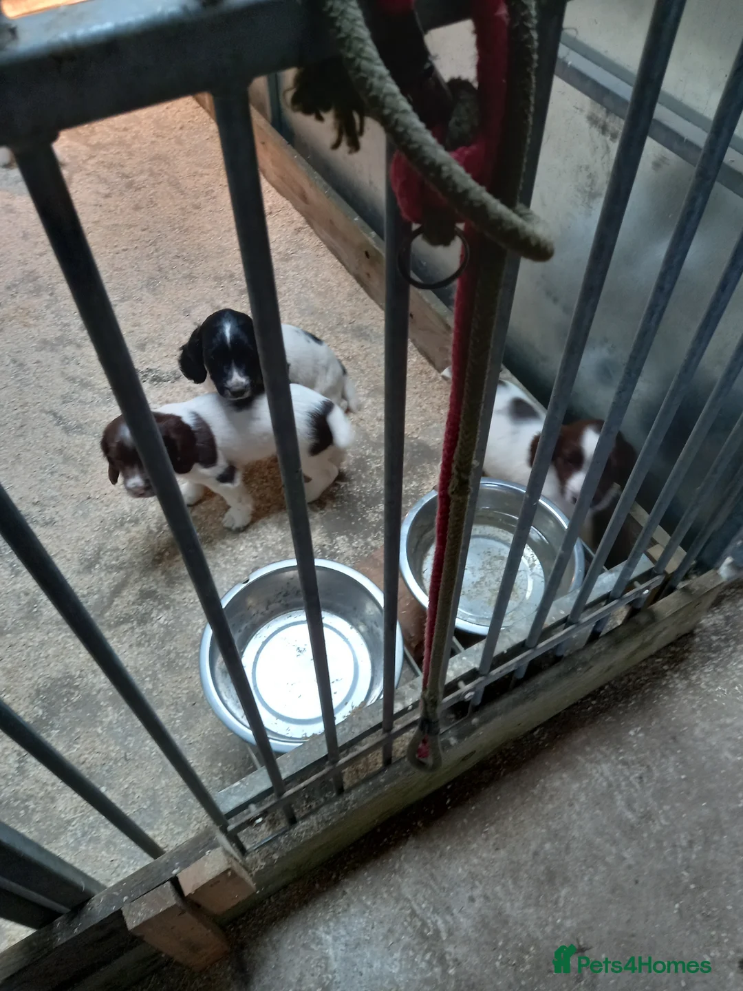 English Springer Spaniel dogs for sale: English Springer Spaniel pups in Carnforth - Advert 1