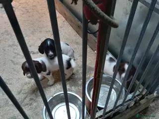 English Springer Spaniel dogs English Springer Spaniel pups - Advert 16