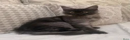 Maine Coon cats for sale: Tica registered black smoke maine coon kittens - Advert 5