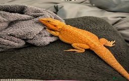 Bearded Dragon reptiles for sale: Bearded dragons for sale  - Image 8