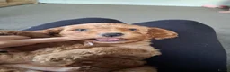 Cockapoo dogs for sale: Absolutely stunning golden cockapoo boy - Advert 4