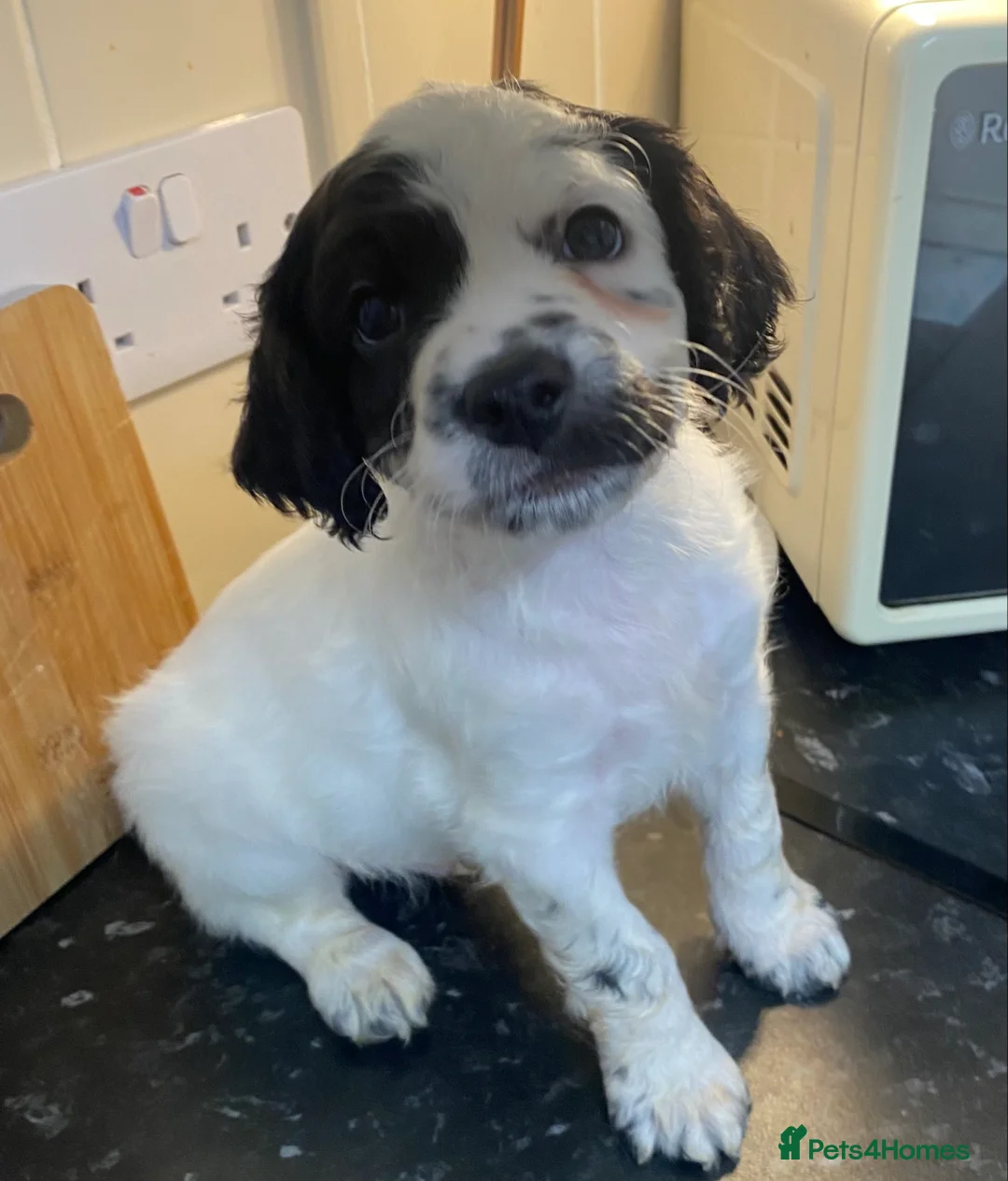 Cockapoo dogs for sale: Beautiful F2 Cockapoo puppies 🏡🐶  - Advert 15