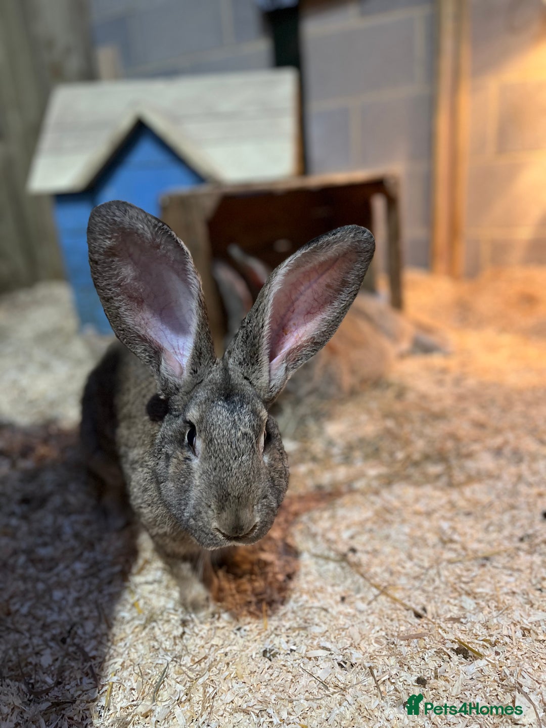 Continental Giant rabbits for sale: 3x 8 month continental giants - fully vaccinated - Advert 5
