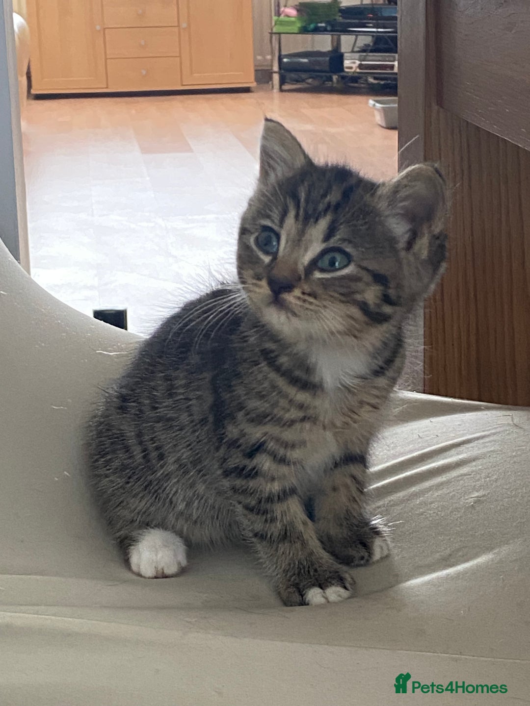 Persian cats for sale: Persian cross kittens - Image 7