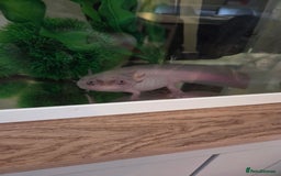 Axolotl reptiles for sale: Adult axolotl a full set up for sale - Image 10