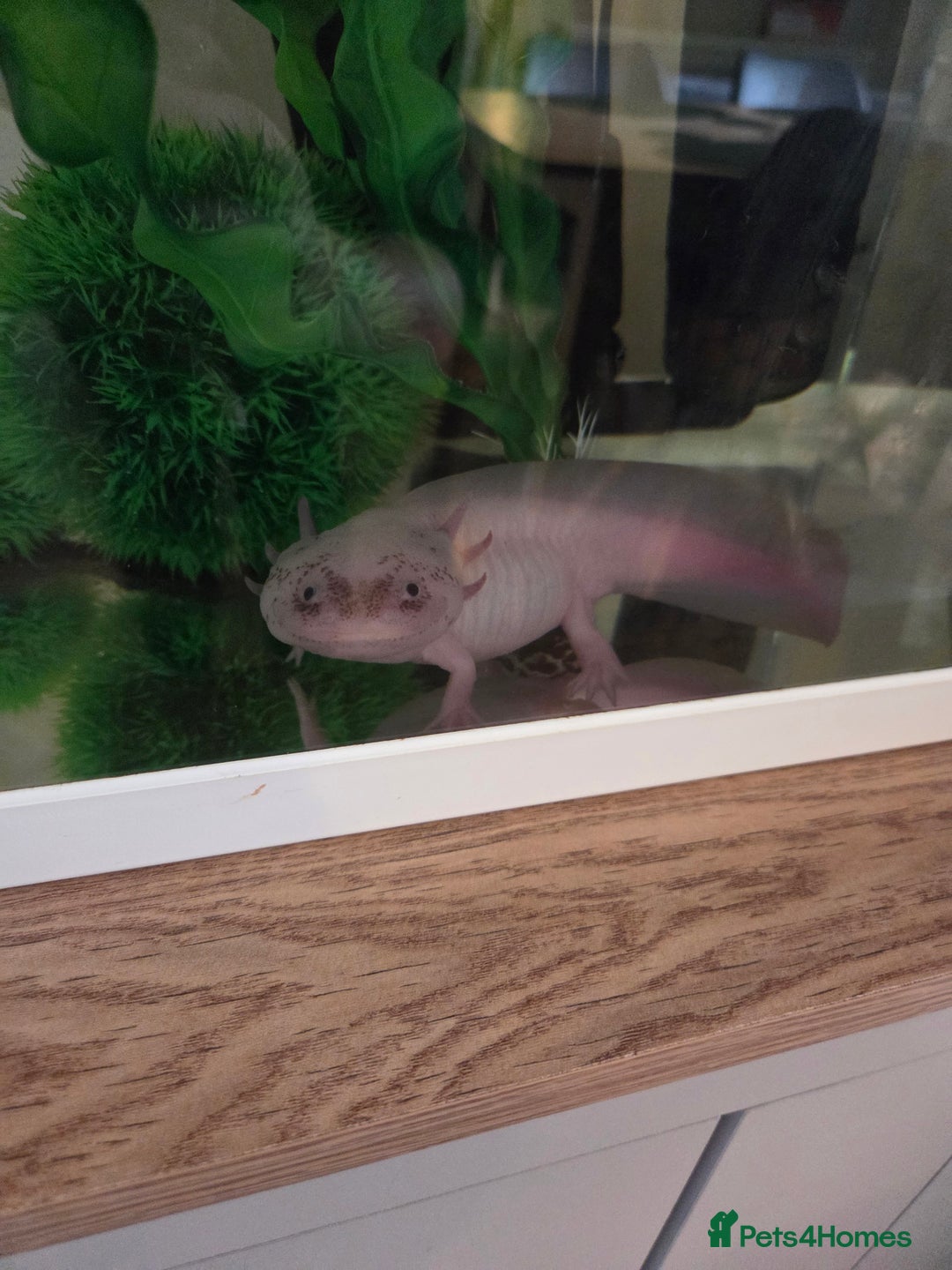 Axolotl reptiles for sale: Adult axolotl a full set up for sale - Image 10