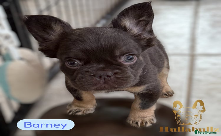 French Bulldog dogs - Advert 3