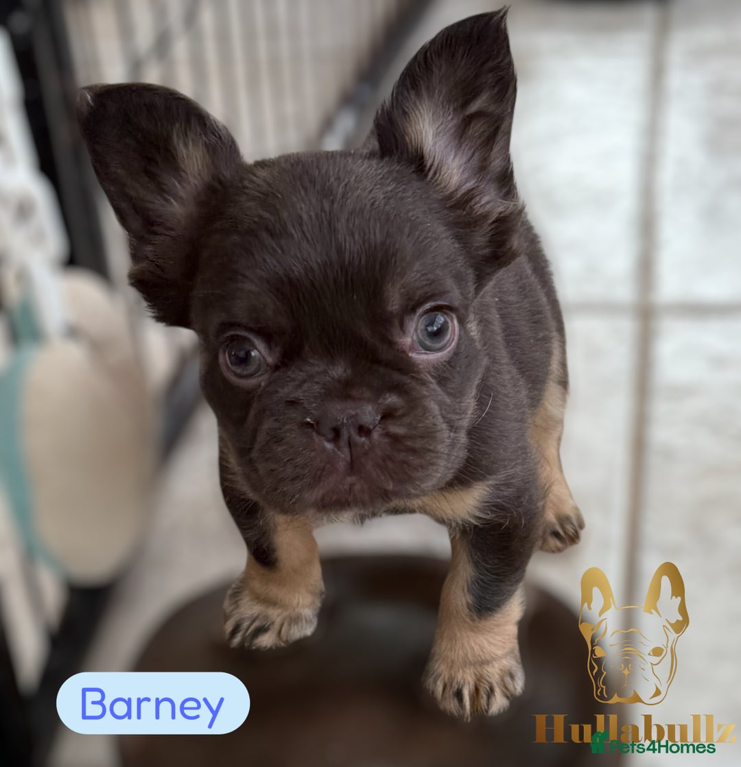 French Bulldog dogs for sale: **READY NOW - 1 Boy Left! Reduced** - Image 1