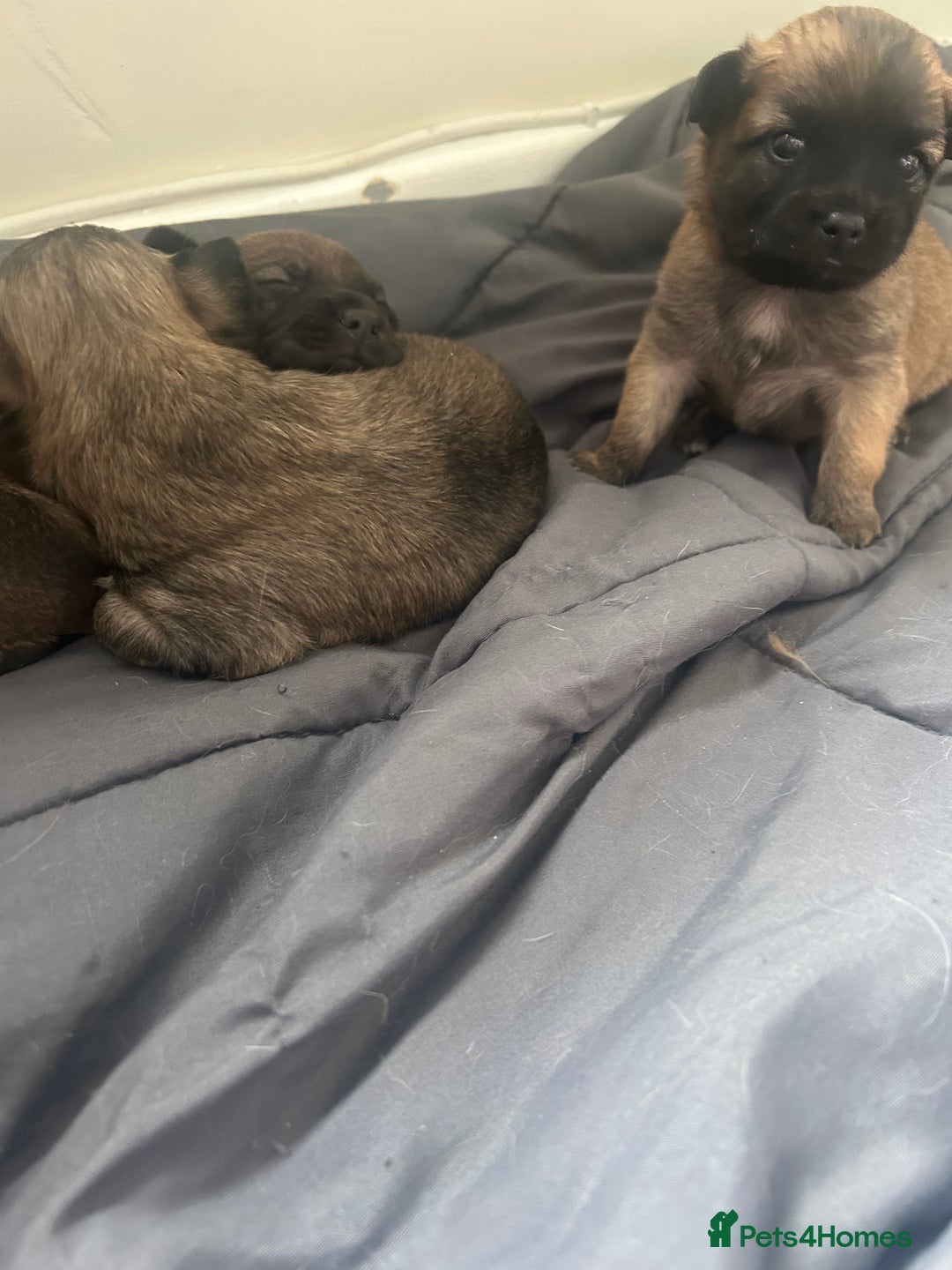 Mixed Breed dogs for sale: Three Pomeranian Chihuahua  - Image 4
