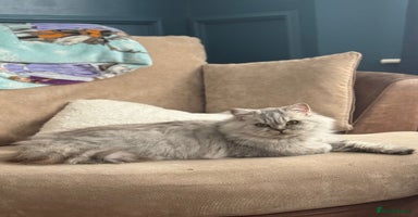 British Longhair cats - Advert 7