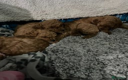 Cavapoo dogs for sale: Gorgeous Red Cavapoo Puppies - Image 9