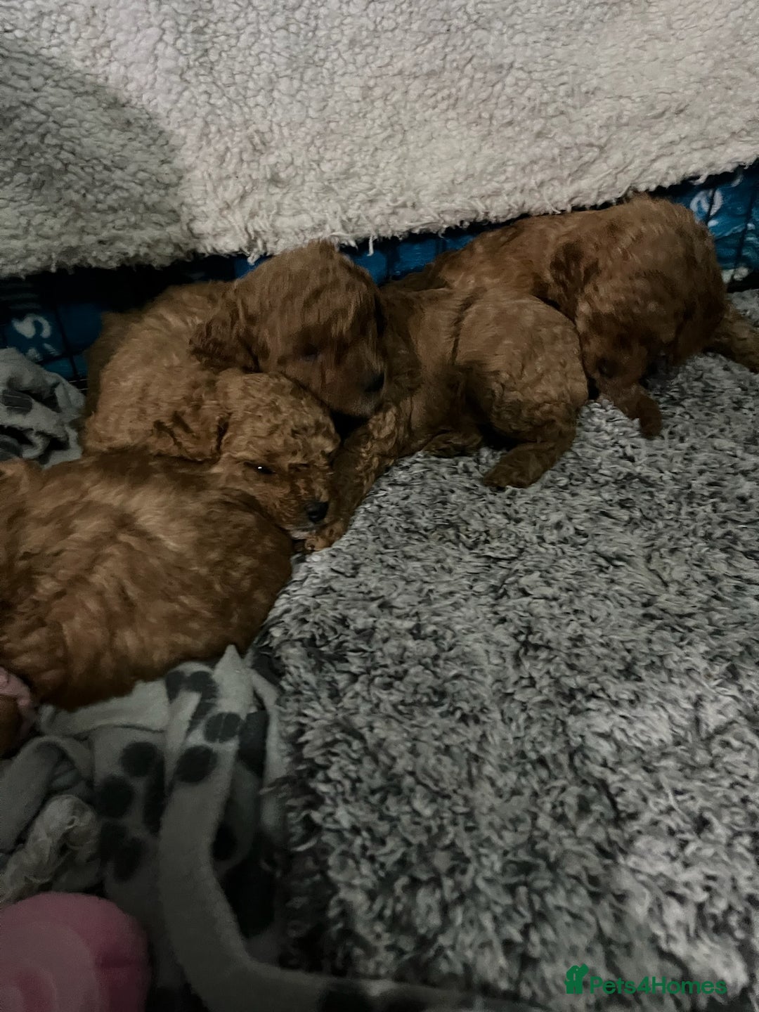 Cavapoo dogs for sale: Gorgeous Red Cavapoo Puppies - Image 9