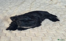 Miniature Schnauzer dogs for sale: KC Registered miniature schnauzer puppies - Image 4