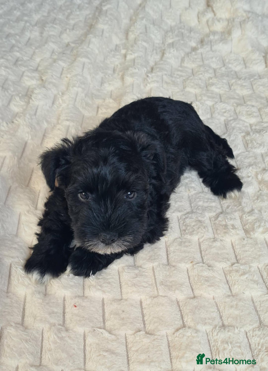 Miniature Schnauzer dogs for sale: KC Registered miniature schnauzer puppies - Image 4