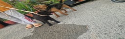 Lakeland Terrier dogs for sale: Lakeland terrier  - Advert 3