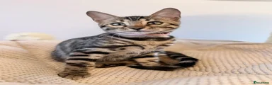🌸 Meet BISEI – A Stunning Bengal Girl 🌸