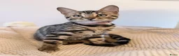 Bengal cats for sale: Exceptional Bengal Kittens Ready Now  - Advert 25