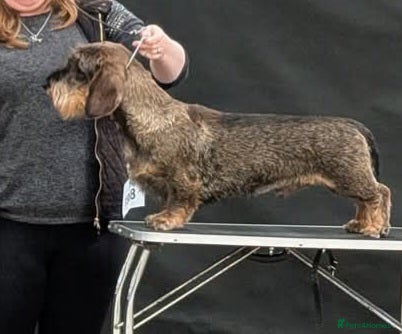 Dachshund dogs Fully health tested Wirehaired Dachshund stud - Advert 7