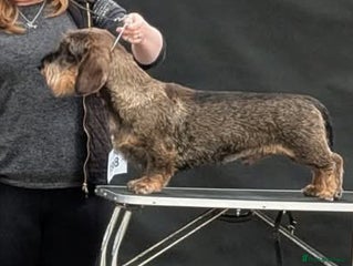 Dachshund dogs - Advert 7