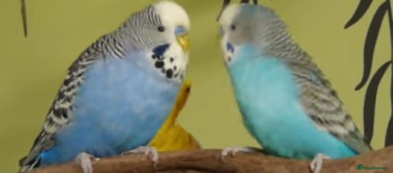 Budgerigars birds budgies for sale - Advert 2
