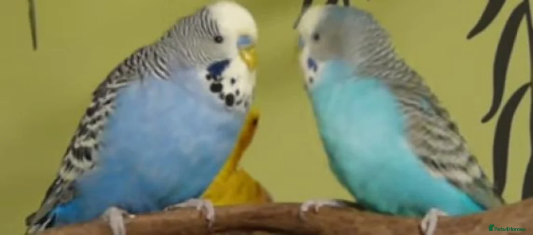 Budgerigars birds for sale: Breeding pairs of budgies for sale - Advert 2