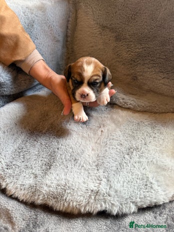 Mixed Breed dogs - Advert 2