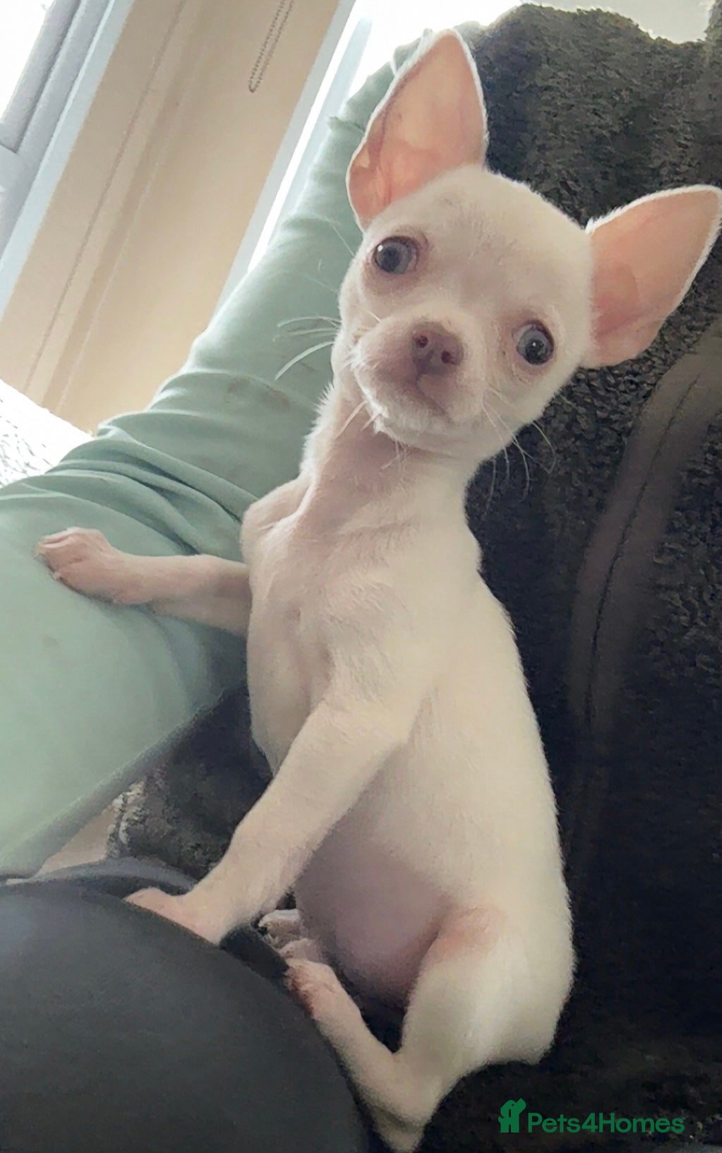 Chihuahua dogs Stunning tiny chihuahua boy READY to leave - Advert 16