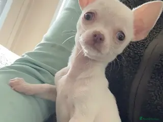 Chihuahua dogs Stunning tiny chihuahua boy READY to leave - Advert 16