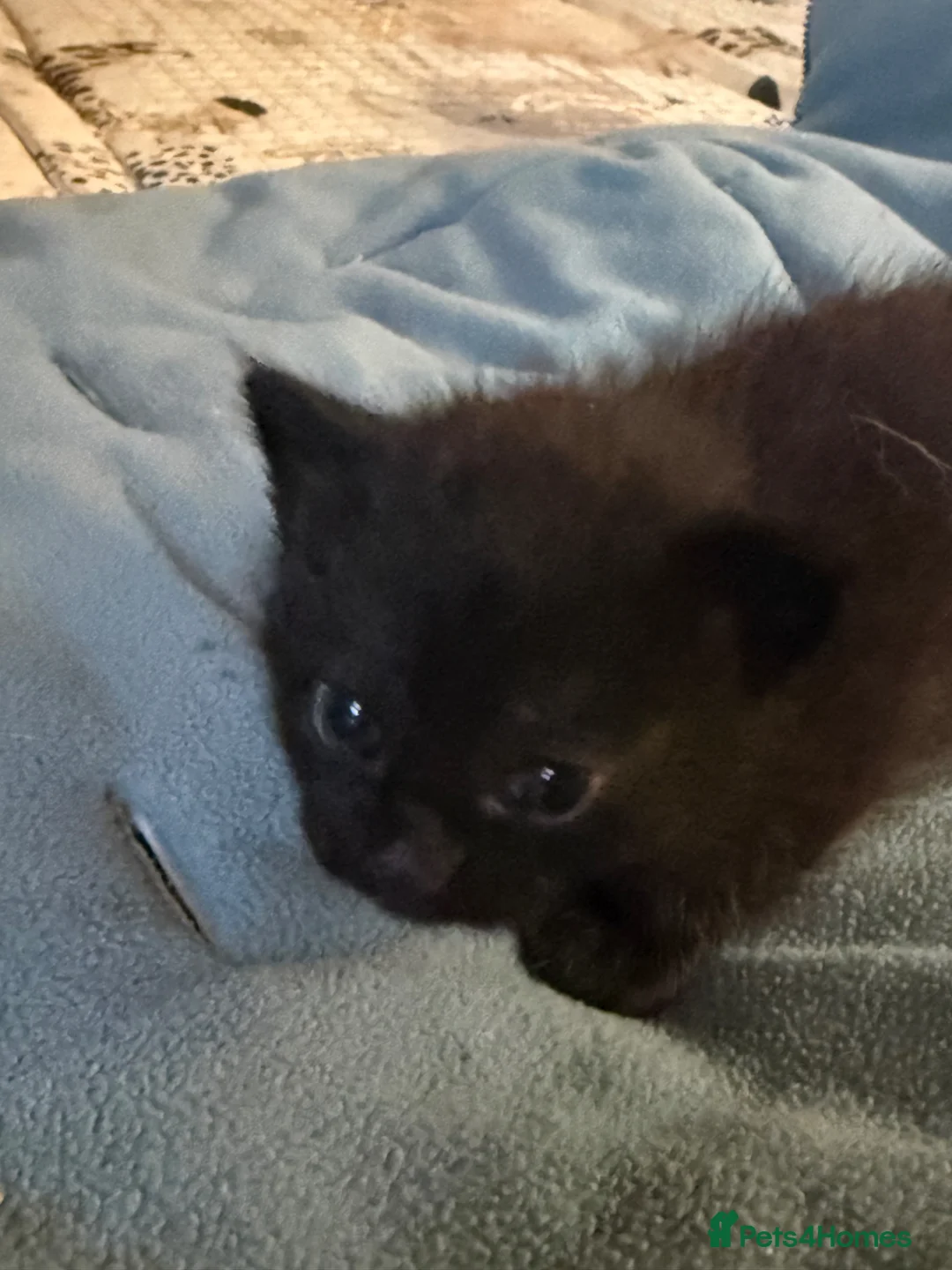 Mixed Breed cats for sale: Ragdoll x calico  - Advert 24