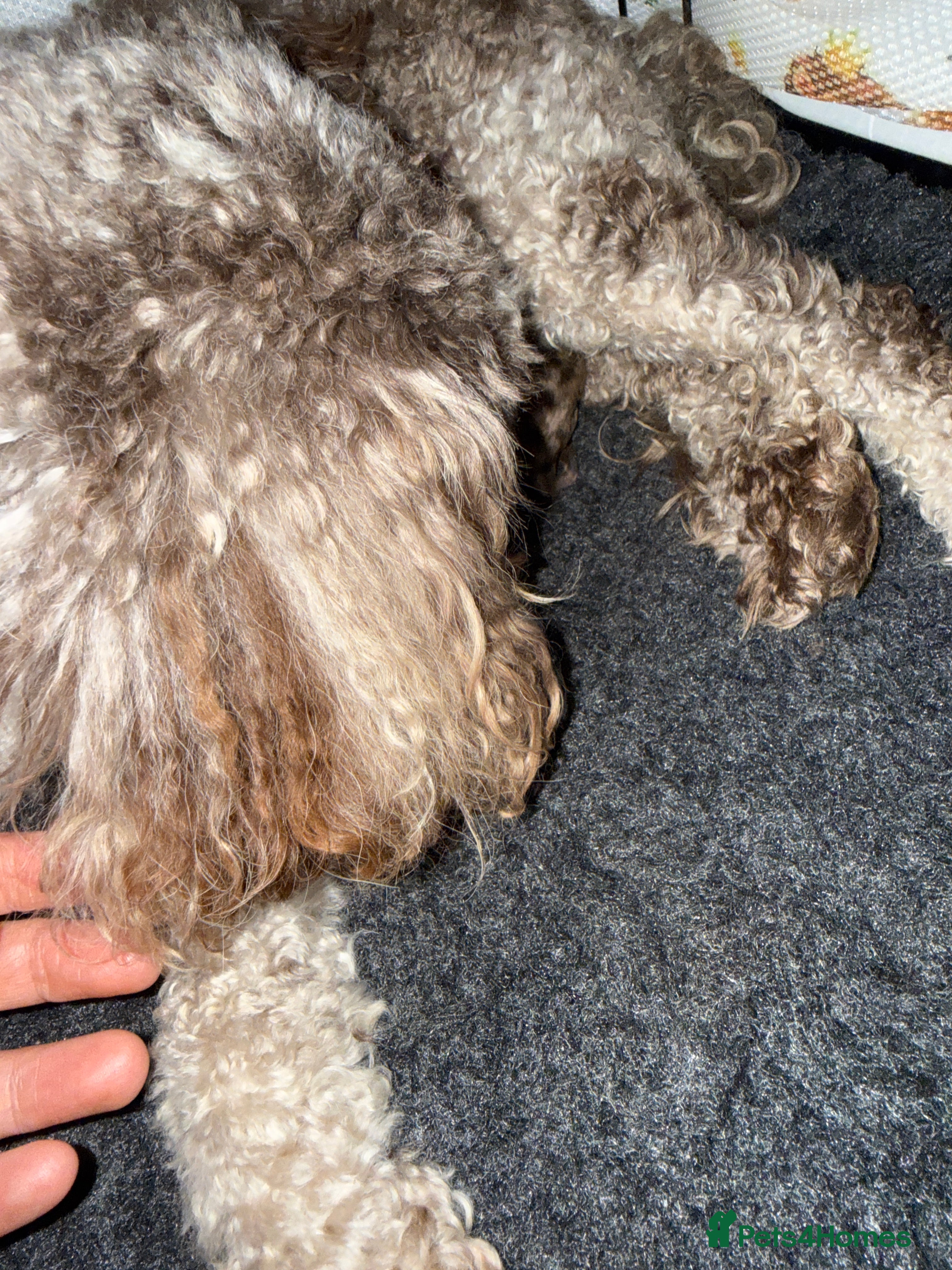 Cockapoo dogs Ready nowz stunning merle toy cockapoo pups  - Advert 1