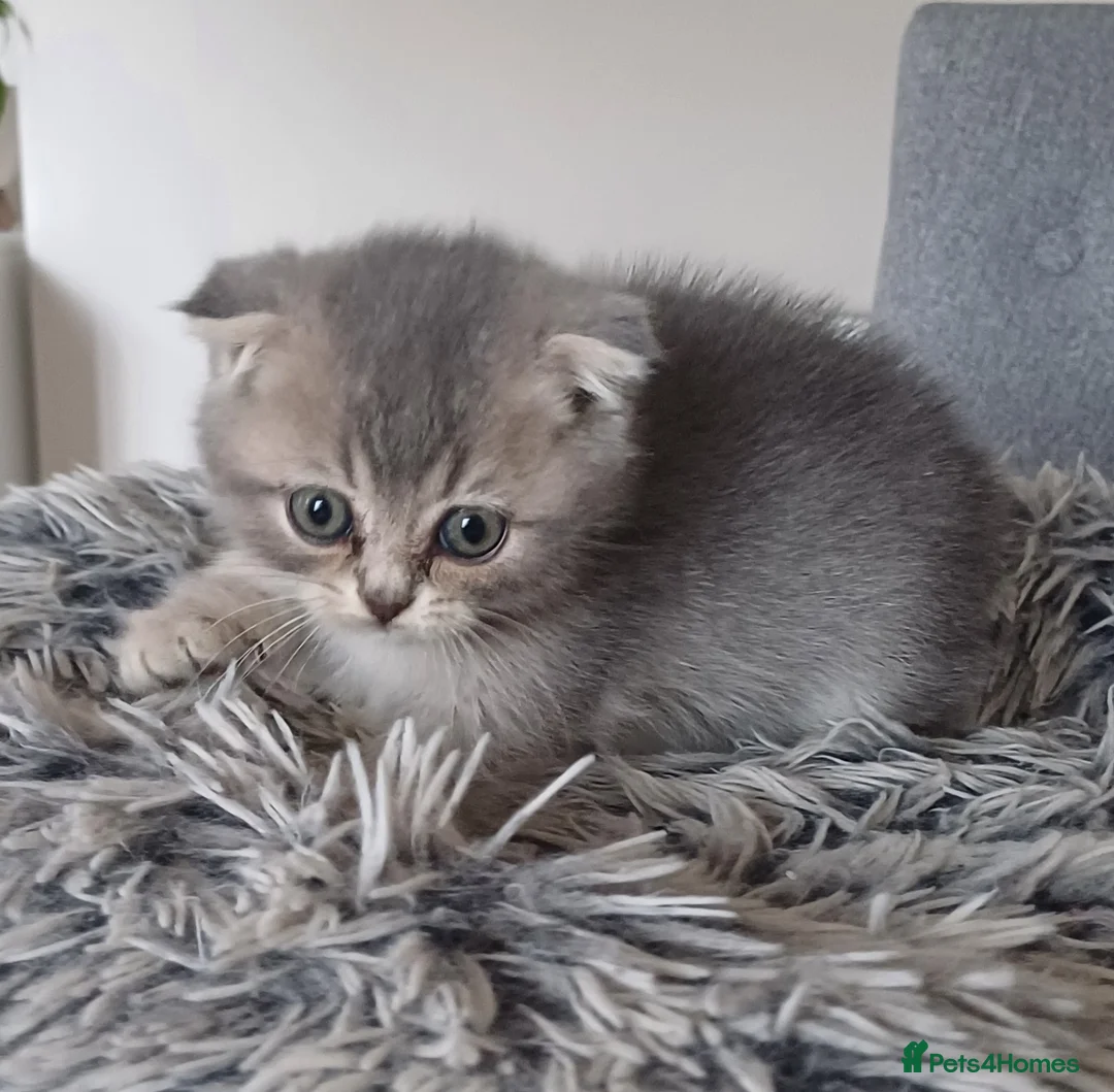 Scottish Fold cats for sale: Stunning TICA Scottish fold and straight kittens   - Advert 1