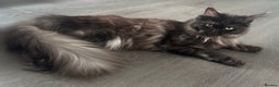 Maine Coon cats for sale: *RESERVED* TICA REG FEMALE MAINE COON FOR SALE - Advert 1