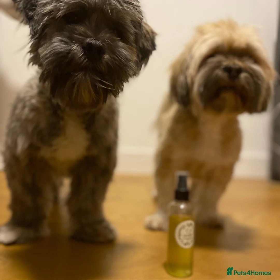 Lhasa Apso dogs for sale: Father & Son Llaso Apso - Advert 5