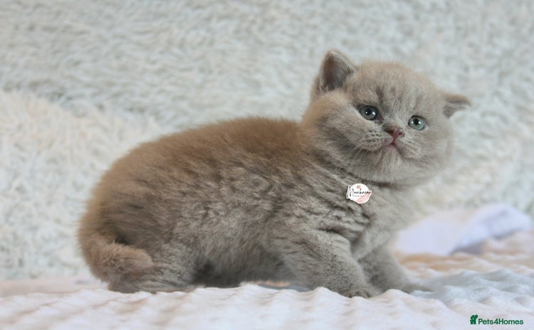 British Shorthair cats - Advert 6