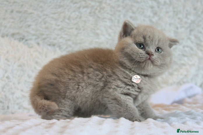 British Shorthair cats - Advert 9
