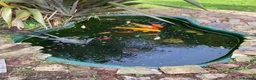 Koi Carp fish for sale: Koi and goldfish for sale  in Exeter - Advert 11