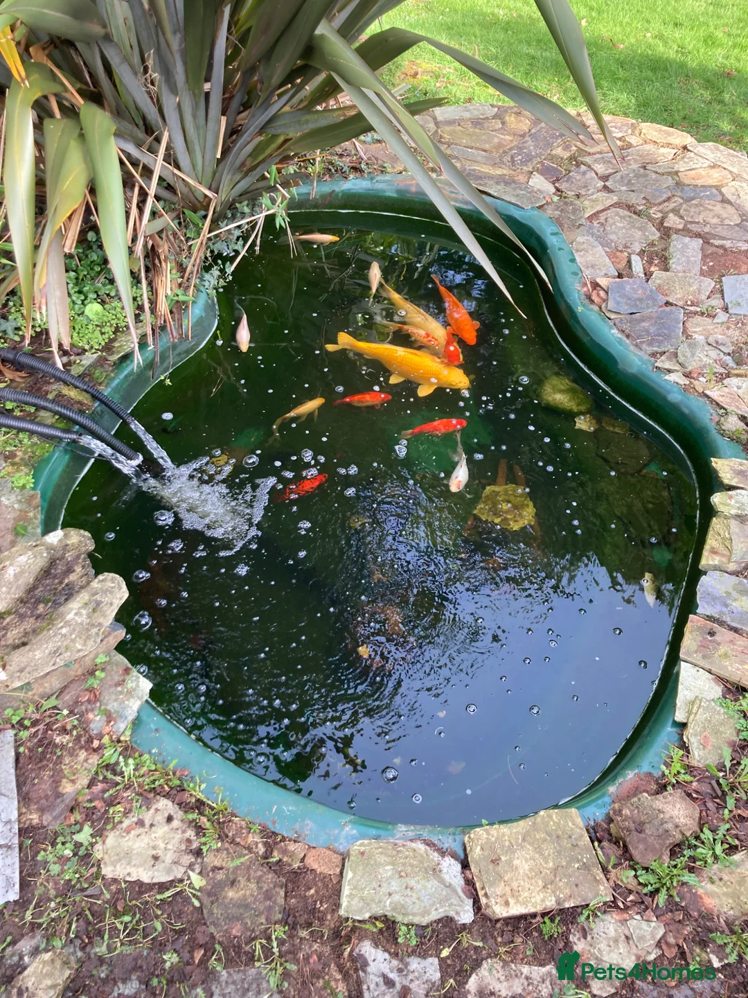 Koi Carp fish for sale: Koi and goldfish for sale  in Exeter - Advert 11