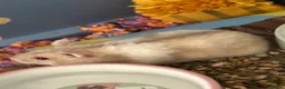 Hamster rodents for sale: Russian Dwarf Girl Looking for new home - Advert 6