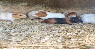 Guinea Pig rodents - Advert 2