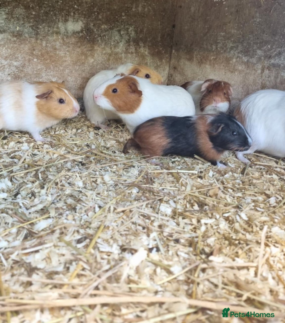Guinea Pig rodents for sale: 8 week old +  female guineapigs - Image 2