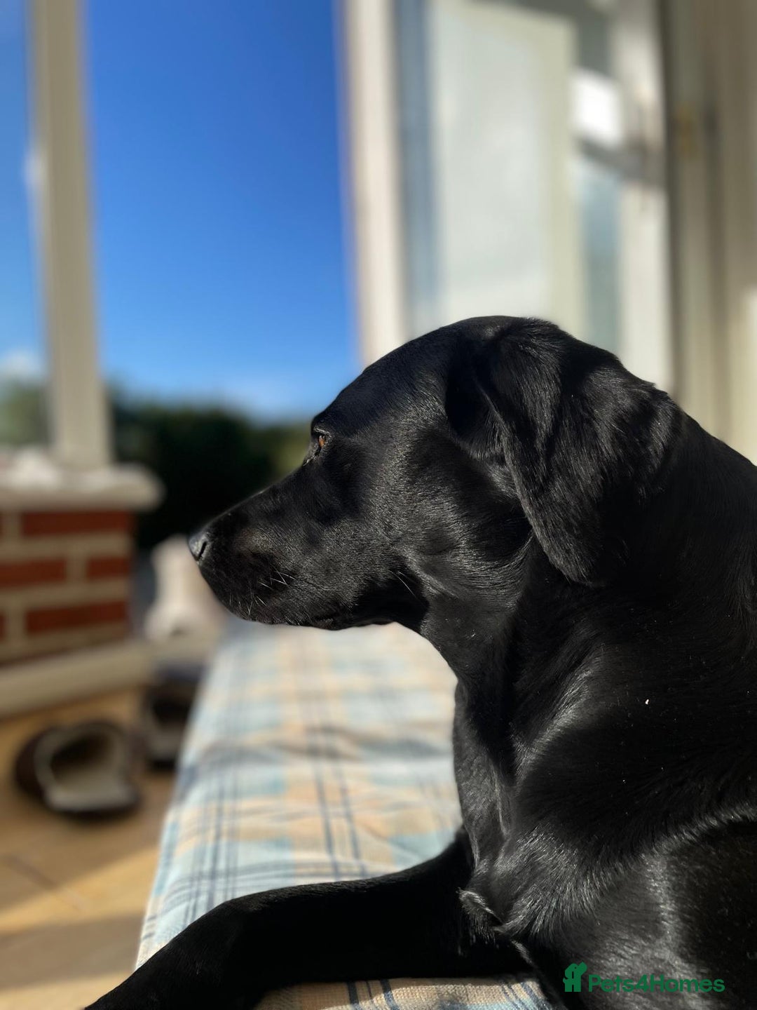 Labradoodle dogs for sale: Labradoodle puppies (home-raised) for sale - Advert 15