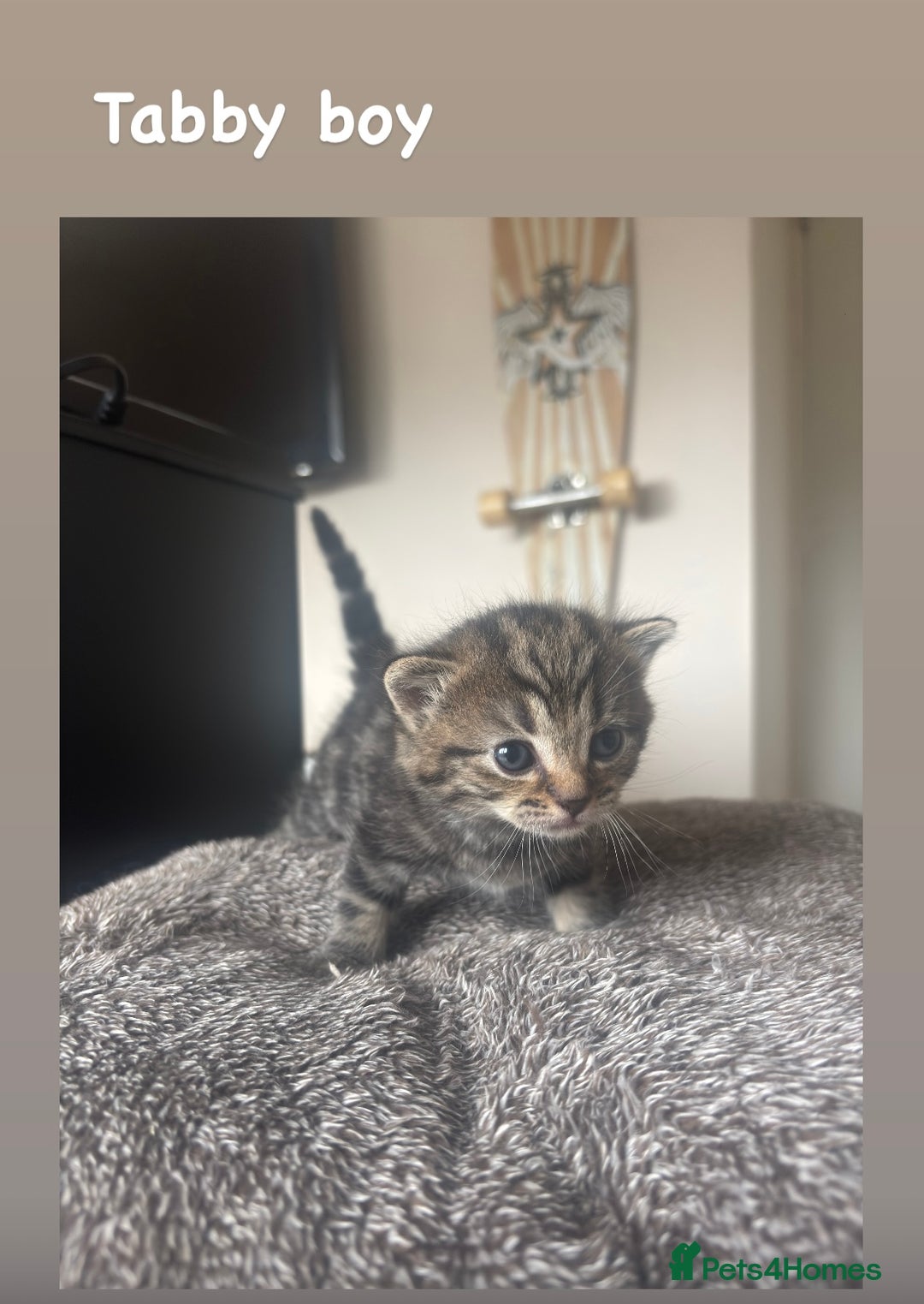 Mixed Breed cats for sale: British shorthair cross kittens for sale  - Image 2