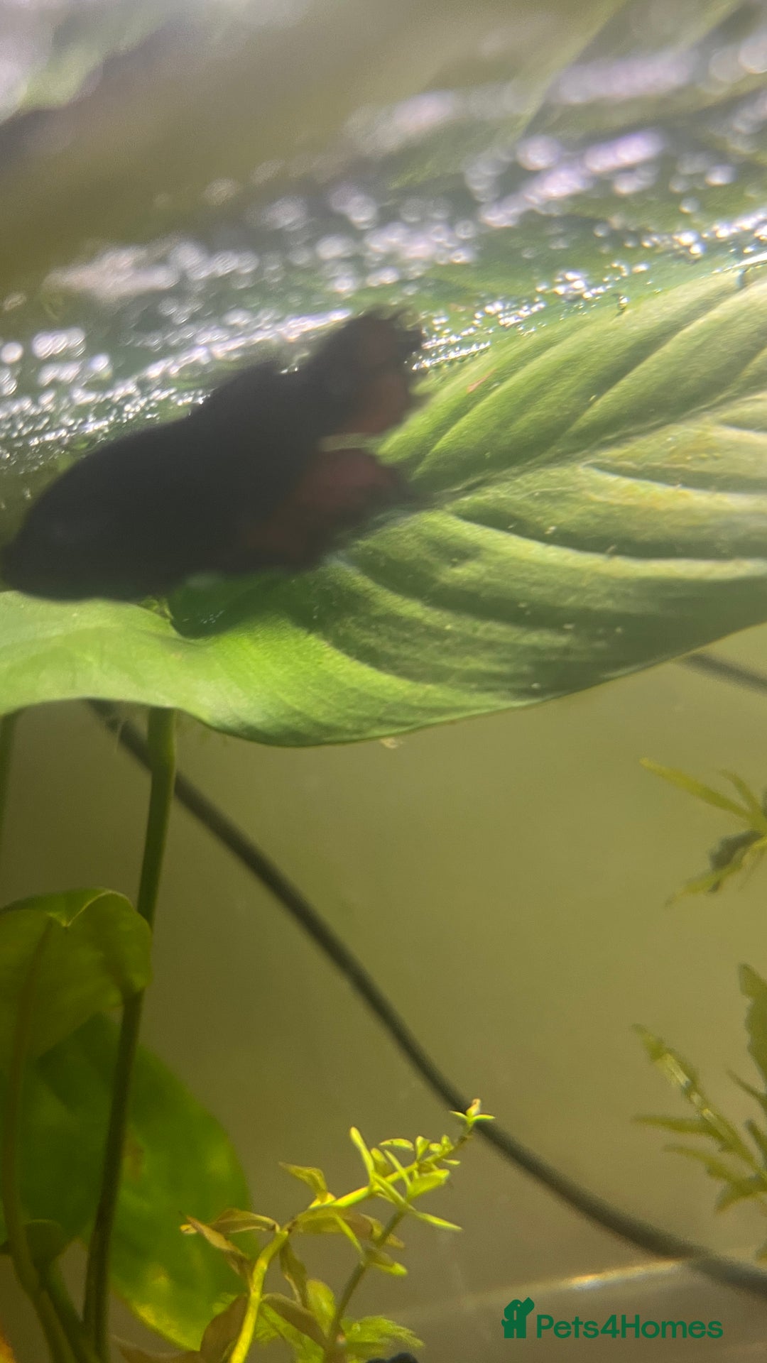 Bettas fish for sale: Female Betta fish looking for a new home  - Advert 4