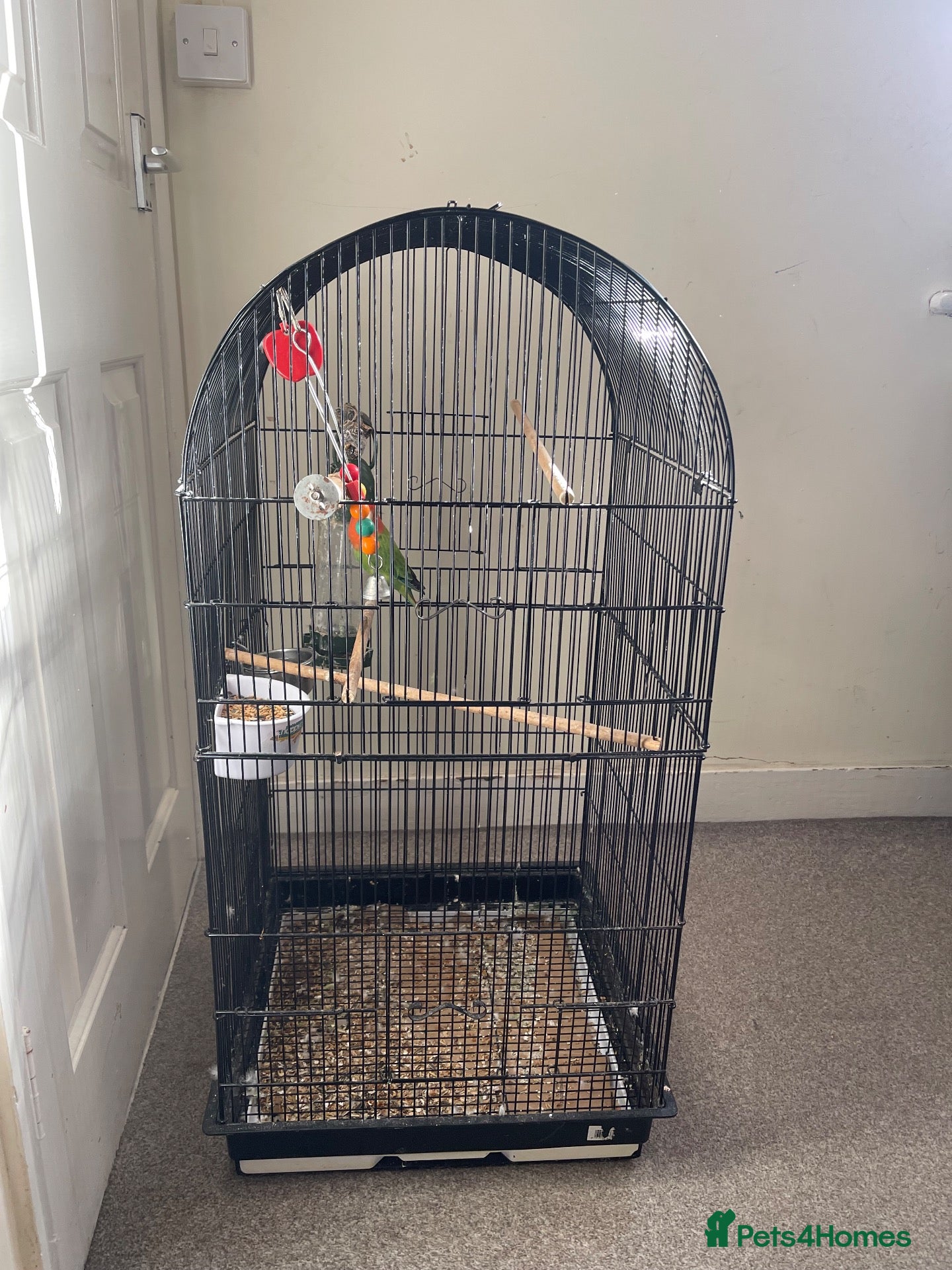 Lovebirds birds Lovebird comes with everything in the cage - Advert 2