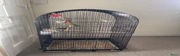 Lovebirds birds for sale: Lovebird comes with everything in the cage in Yeovil - Advert 1