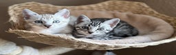 Bengal cats for sale: ⭐️Divine silver black spotted tabby bengal ⭐️ - Advert 23