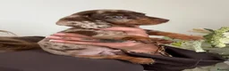 Miniature Dachshund dogs for sale: Beautiful Kc Reg miniature dachshunds  - Advert 5